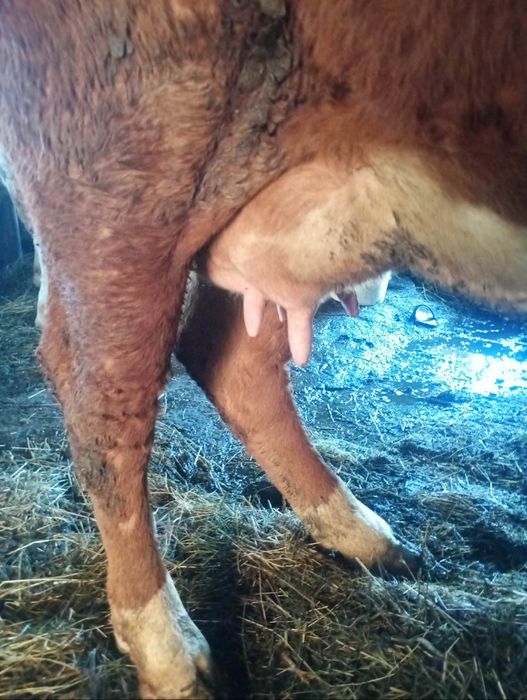 Vând jiuninca la prima fatare