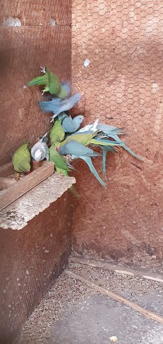 Vând micul alexandru