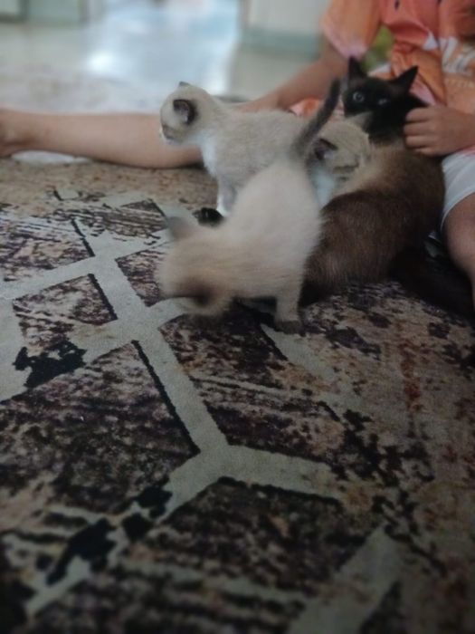 Отдам сиамских котят в добрые руки