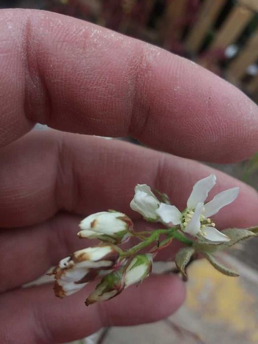 Амеланхиер  -Amelanchier