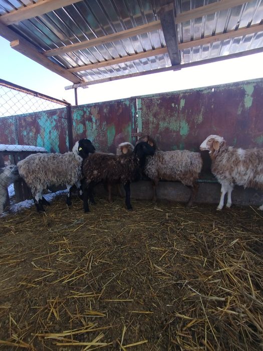 Бараны матки 5штук