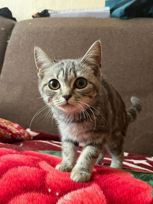 отдам котенка в добрые руки