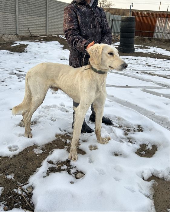 Тазы охота ит сатылады