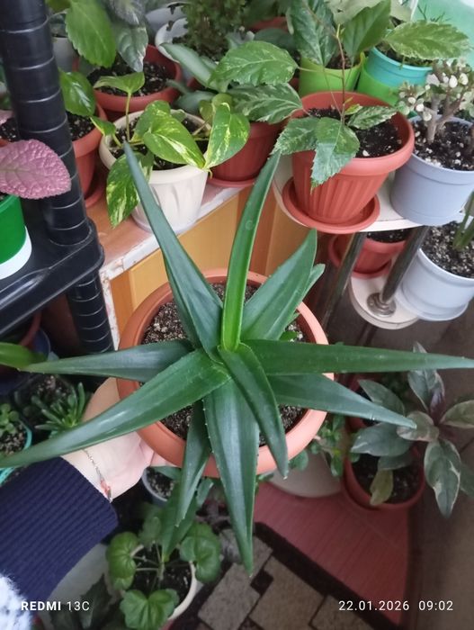 Продам цветы комнатные