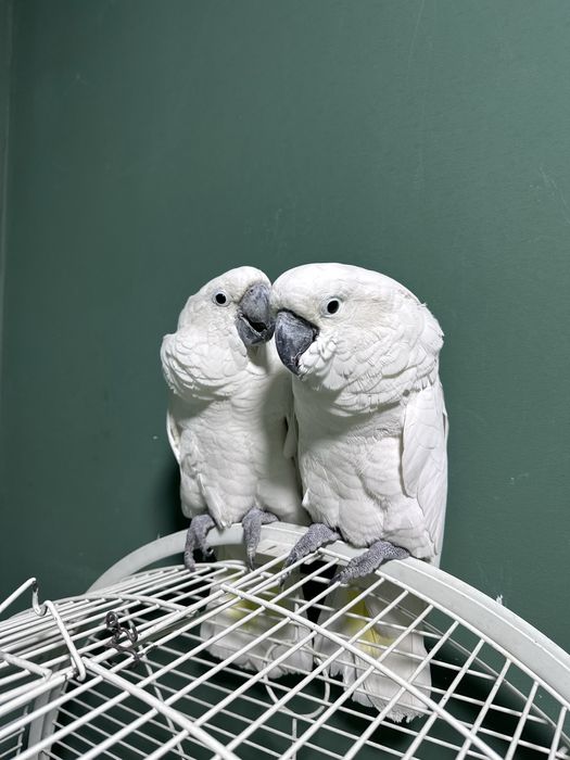 Бело хохлый какаду сотилади Идеал ручной пара иккаласи хам гапиради.