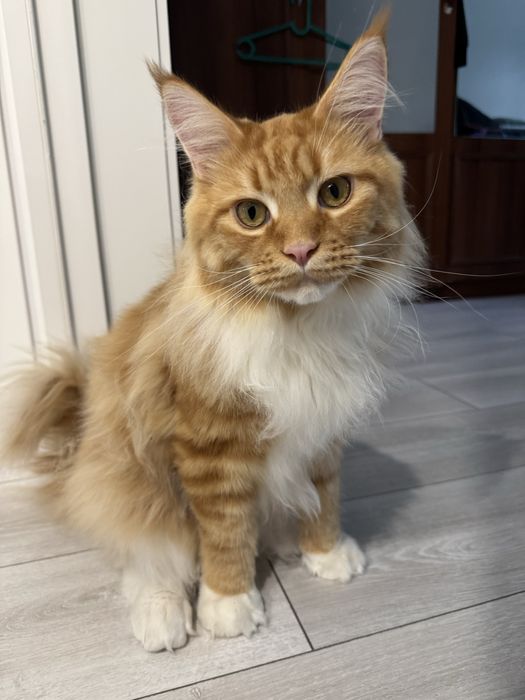 Отдам кота  в добрые руки