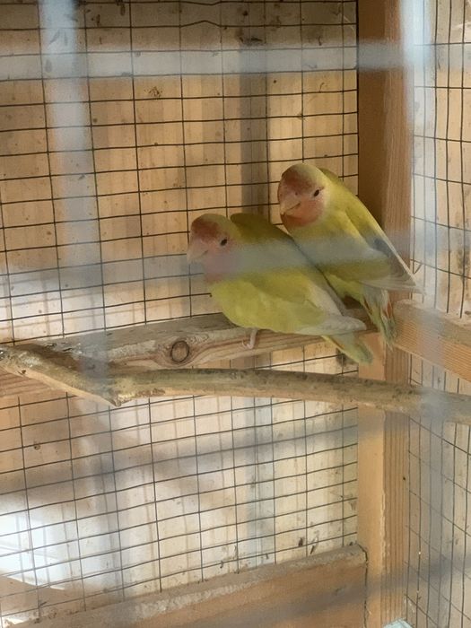 Попугайчики неразлучники молодые продаются
