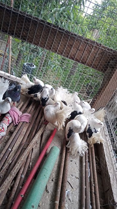 Vând infoiati cu capul in coadă albi și prici