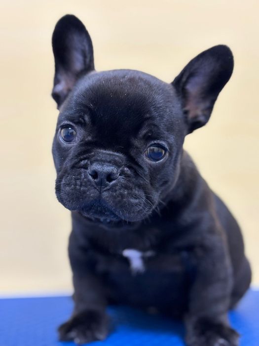 Bulldog francez mascul