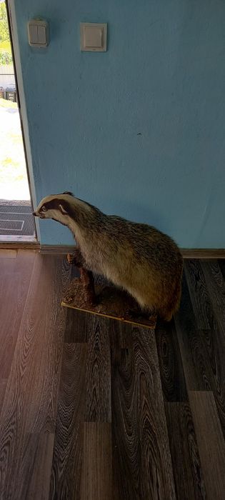 Păsări naturalizate (împăiate)