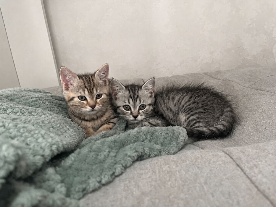 котята скоттиш страйт