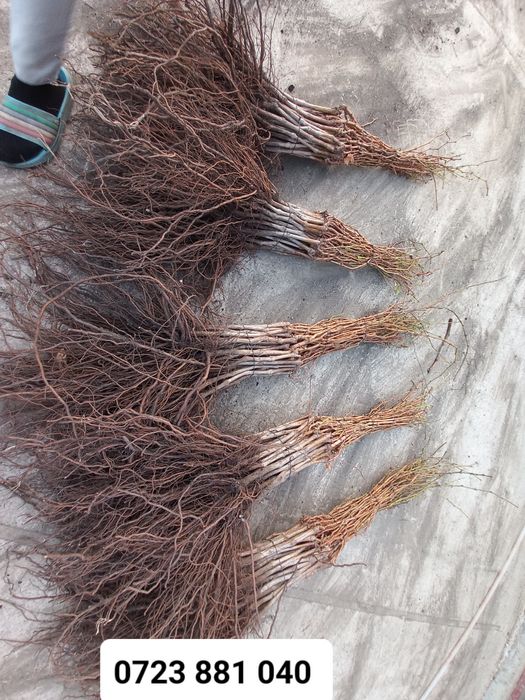 Butasij vita de vie anul 2 și anul 3