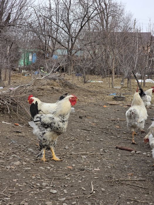 Семиз кораздар , продаю петухов