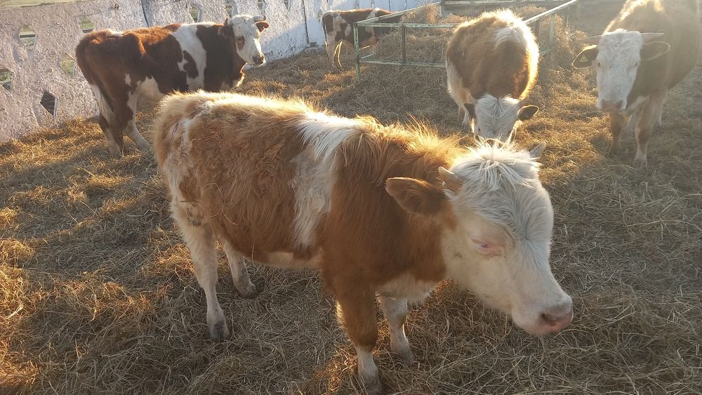 Продам годовалых бычков