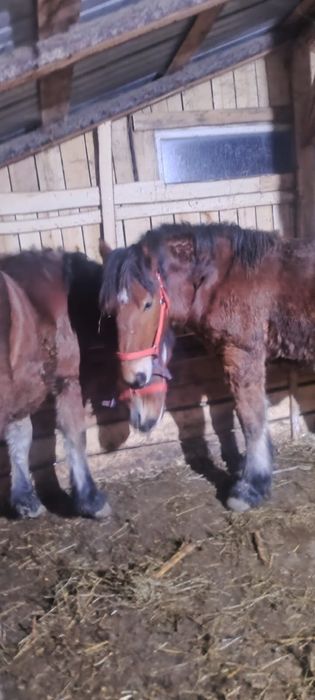 Vând un mânz  si o mânză  in varstra de 10 luni