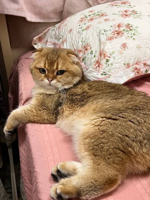 Вязка Золотая Шиншилла NY12 Фолд