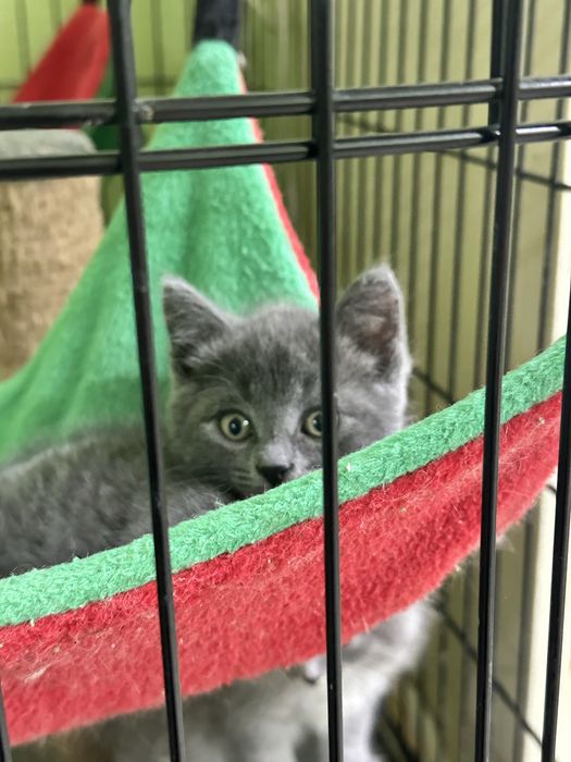 Котята-девочки в добрын руки