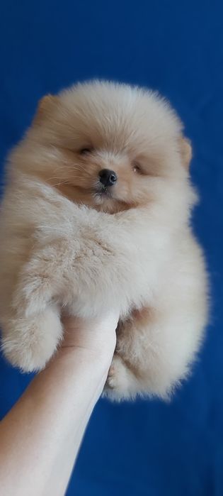 Кремовый мальчик шпиц