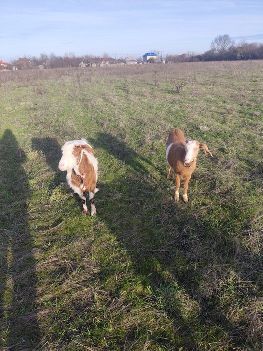 Vând o capră românească(3ani ) și o iediță rasă mixtă ambele gestante.