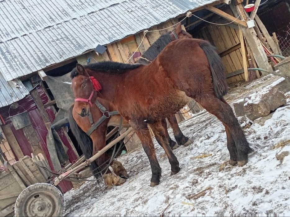 Iapa cu mânză de vânzare