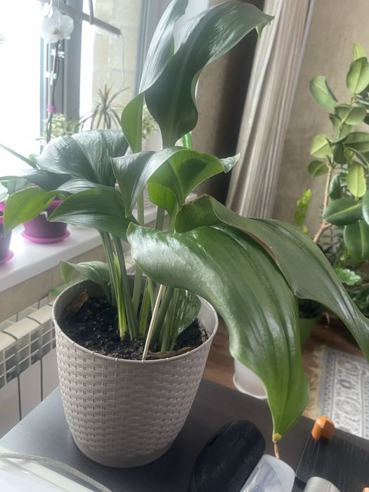 Комнатные цветы для души