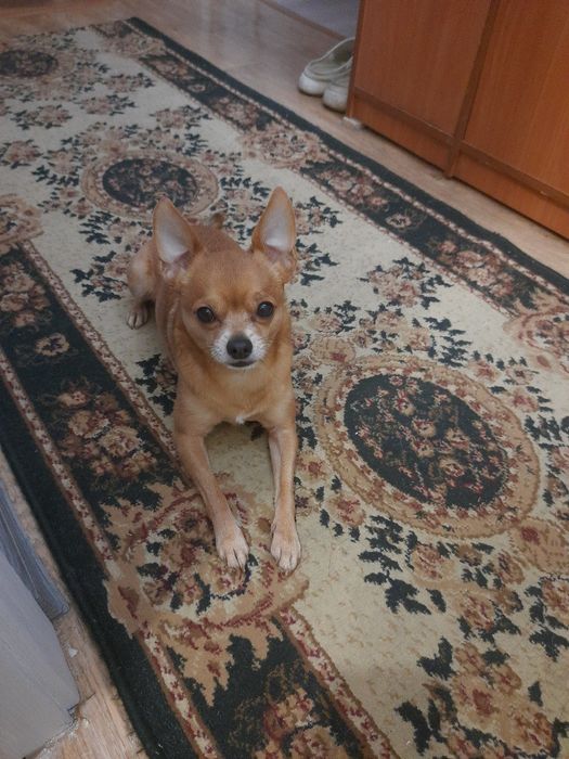 Ищем невесту для чихуахуа