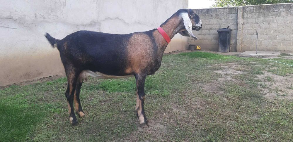 Capra Anglo Nubian
