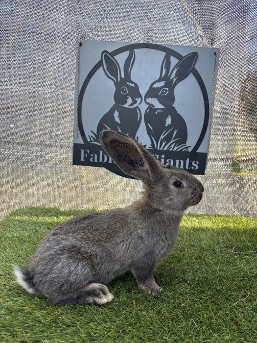 6 puii urias german tatuati