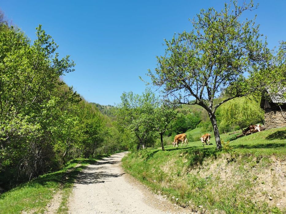 Teren - Peștera Tãușoare