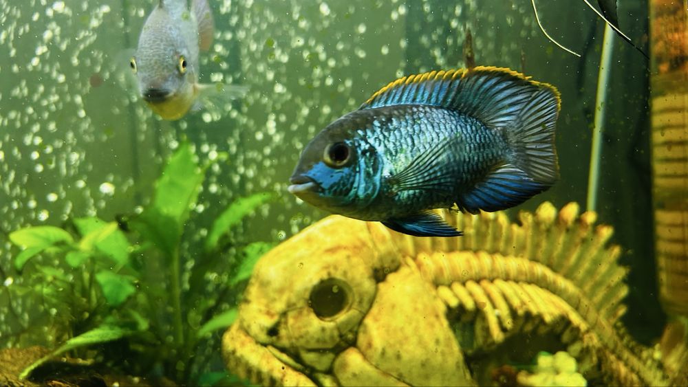 Срочно продам цихлид и нанокару