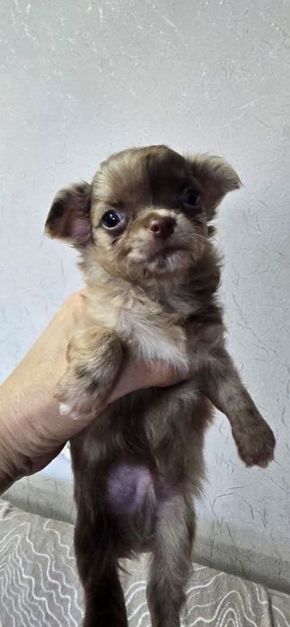 Щенков породы Чихуахуа