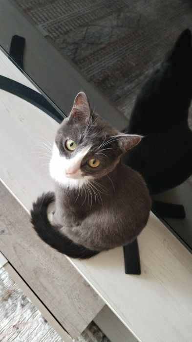 Отдам кота и кошку.