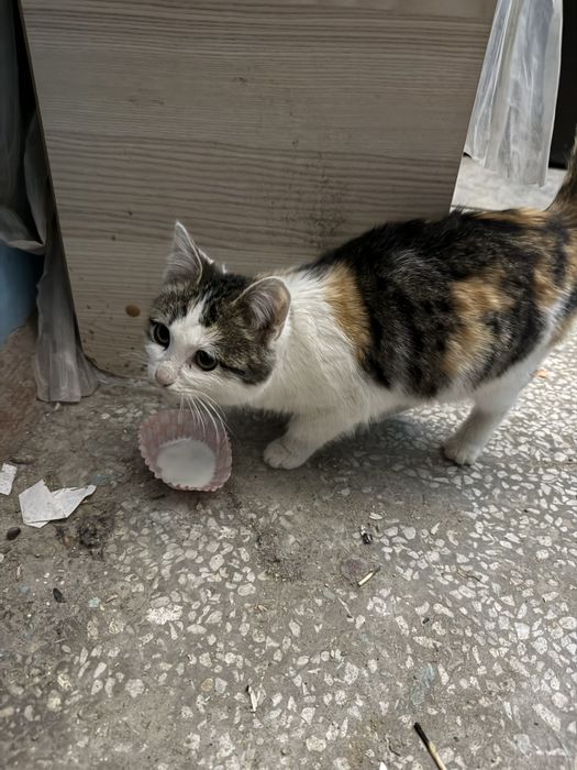 Котенок в добрые руки