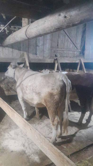 Vând junica gestanta