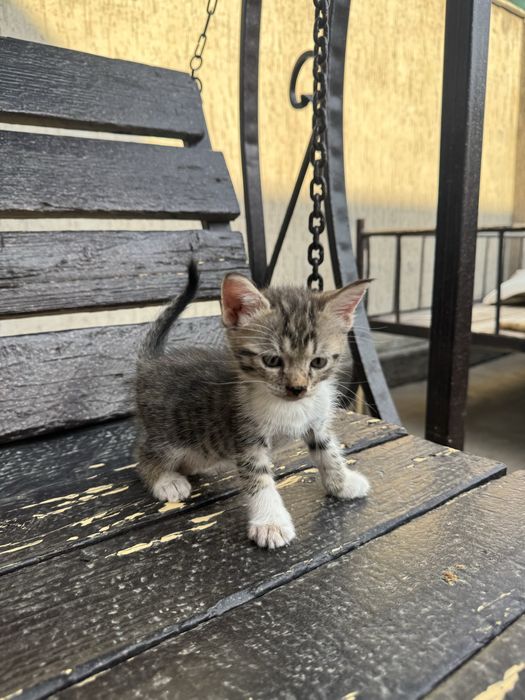 Отдам котят в добрые руки