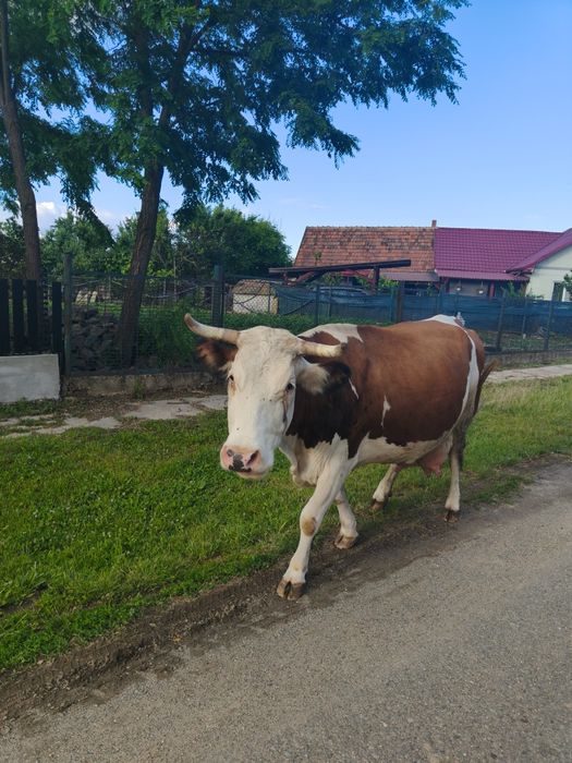 Vând vacă Bălțată Românească