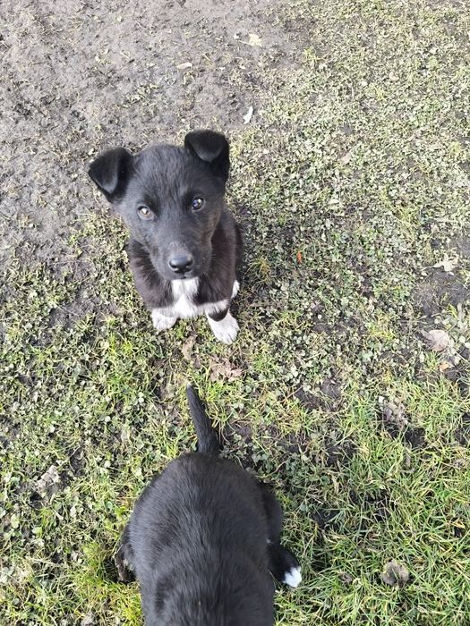 Отдам щенков в хорошие руки