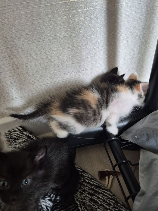 Отдам милых котят