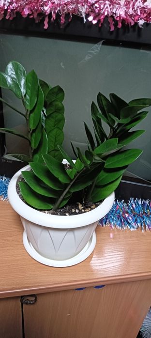 Цветы комнатные ...