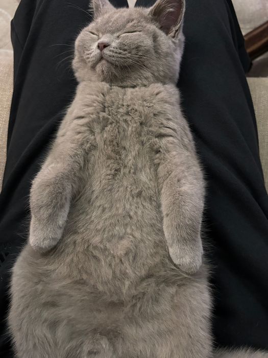 Котенок 4 месяца