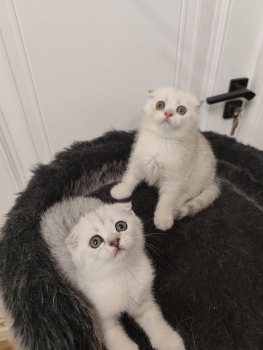 Скоттиш фолд мальчик и девочка.