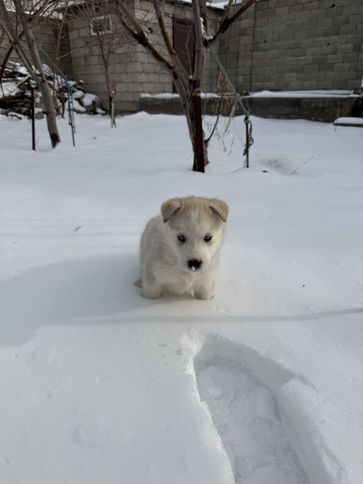 Продам щенка күшік хаски