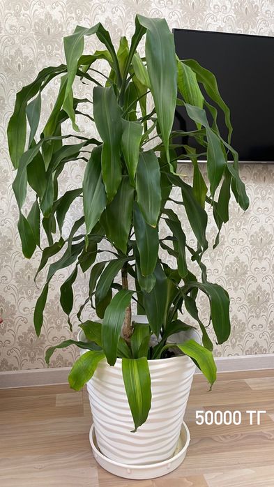 Продается пальма