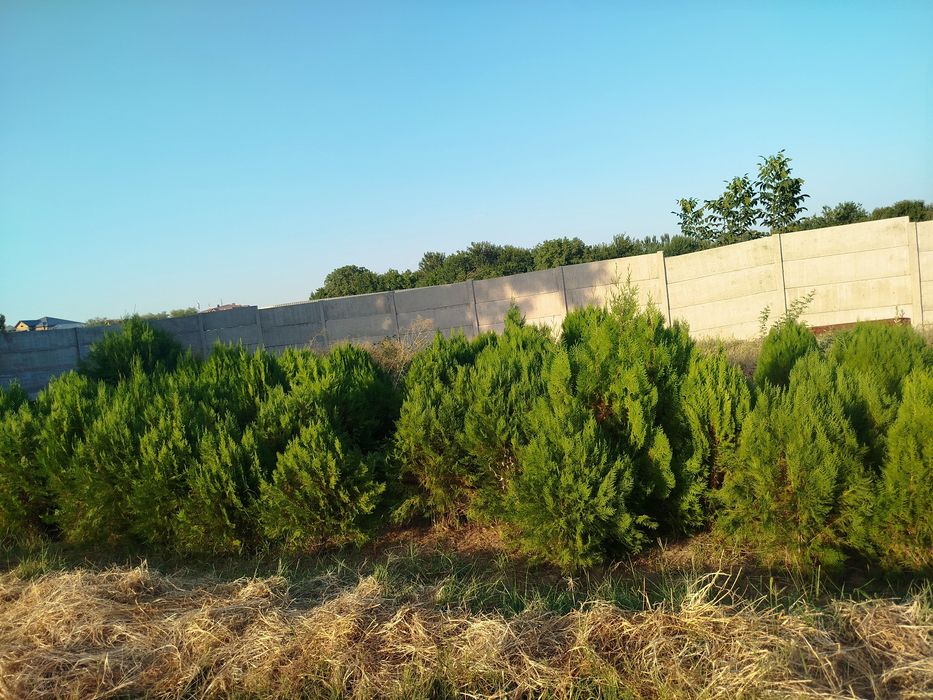 Tuya archala bor