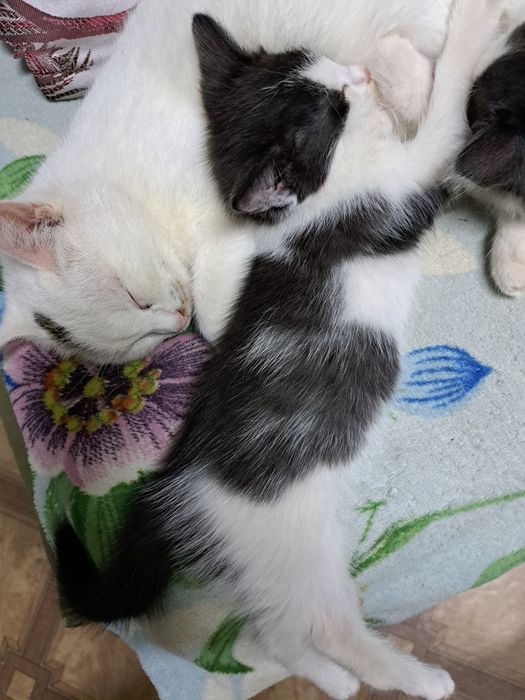 Отдам даром котят