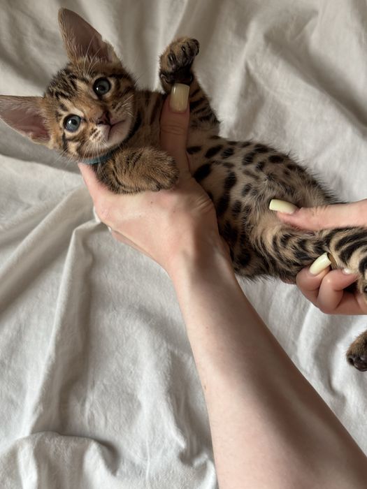 бенгальский котенок