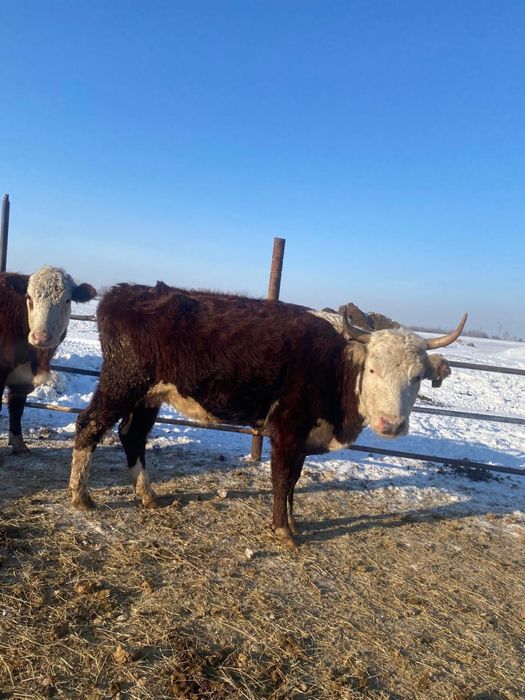 Корова с теленком