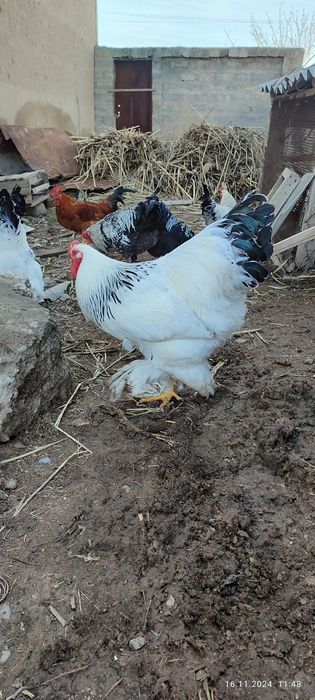 Svetliy Brama va oddiy xashki xorozlar sotiladi