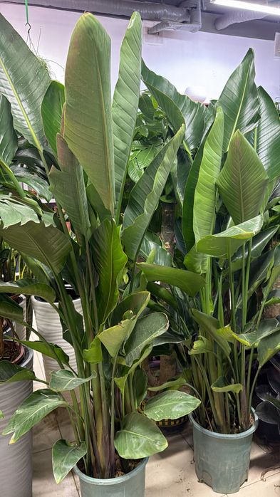 Крупные растения на подарок