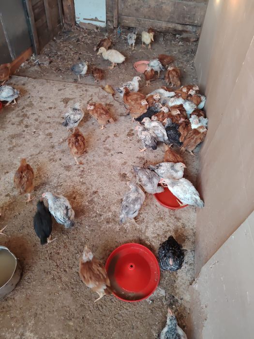 Vând pui rasă mixta